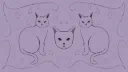 ✦ ⌇ Cat Cafe ᓚᘏᗢ server banner