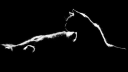 Bex’s kittens Discord server banner