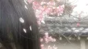 grab a /cookieee server banner