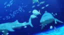 𝐓𝐡𝐞 𝐑𝐞𝐞𝐟 | 18+ 🌈 server banner