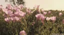 Eternal Eclipse server banner