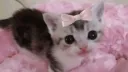 The Scratching Post Discord server banner