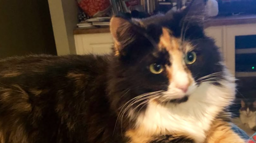 Cheeze Cake Discord server banner