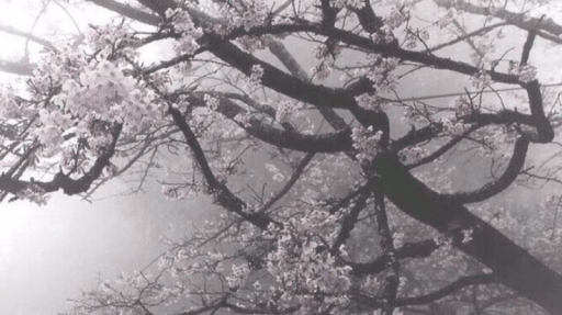 veiled₊˚⊹♡ 21+ Discord server banner