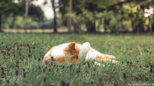 Whispers of the Wind Discord server banner