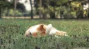Whispers of the Wind Discord server banner