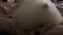 P ø r n Türk banner
