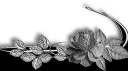 Midnight cafe|| VC • FRIENDS • GAMING • CHILLING • ANIME server banner