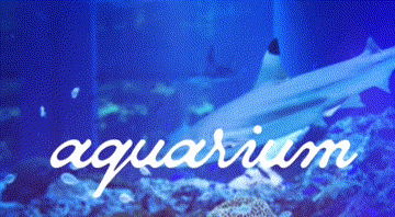 𝓐𝒒𝒖𝒂𝒓𝒊𝒖𝒎 Discord server banner