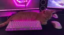 sheddy server banner