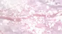 「 ✦ ˖ ֹ੭୧ 천상의 라벤더 ⊹ ࣪ ⑅✦ 」 server banner