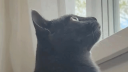 Bri Hive Banner