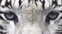 #1743 banner