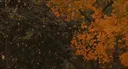 🍁spooky furr🐾 server banner