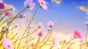 𝓜𝓲𝓭𝓷𝓲𝓰𝓱𝓽 𝓖𝓪𝓻𝓭𝓮𝓷☾ server banner