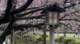 🍡⸝ ⸝ /mangakaa もち server banner