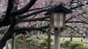 🍡⸝ ⸝ /mangakaa もち Discord server banner