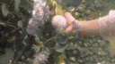 adore me 𝜗ৎ banner