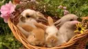 Bunny Grove Ი ᰍ ݃ ݁ᣟ݂ server banner