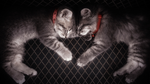 murky Discord server banner