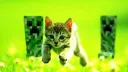 burrito server archive banner