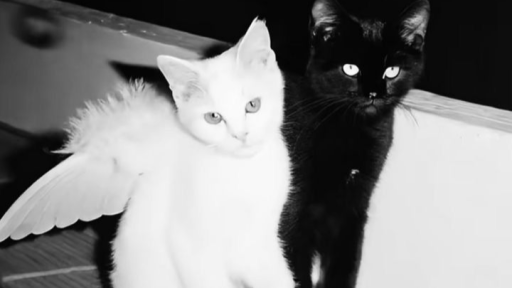 the scratching post Discord server banner