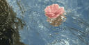 "life is a comedy, and I'm the joke." - cam Discord server banner