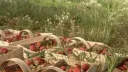 ˚˖🌱 𓍢ִ🍓 . ݁𐙚 𝕊𝕥𝕣𝕒𝕨𝕓𝕖𝕣𝕣𝕪 𝔽𝕚𝕖𝕝𝕕𝕤 Discord server banner