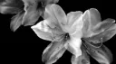 ⎠elji ꧂ Discord server banner