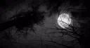 /court Discord server banner
