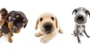 Scene Puppies .ᐟ 18+ | gws | games | woof tag Discord server banner