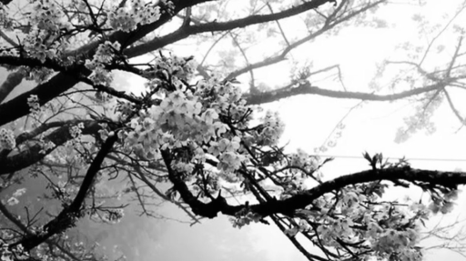 floral & fading Discord server banner