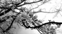 floral & fading server banner