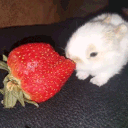 bunny banner