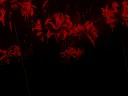 ˚₊𓆩༺🕷 𝓙𝓪𝔂 🕷༻𓆪₊˚ banner