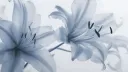 ˚̣̣̣⁺ ྀ 𝐲uƙ𝒊ƙαze ²⁰⁺  ִ༉ server banner