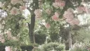 ۪🪷   /𝘍𝘭𝘰𝘳𝘢𝘭 𝘮𝘰𝘯𝘢𝘴𝘵𝘦𝘳𝘺   𝘳𝘷𝘮𝘱   ꩜ ྀི banner