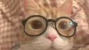 Kittycord 🐈 banner