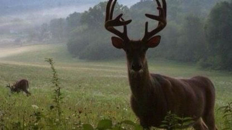 🌲⋆Paw Pines˚. ᵎᵎ🐾 Discord server banner