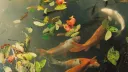 🐡   𓈒 /leehans banner