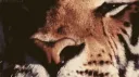 ๐๐๐๐๐๐๐๐ : REVAMP Discord server banner
