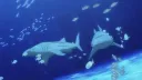 sharky server banner