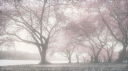 dollivi Discord server banner