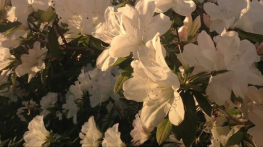 fleur ୨ৎ Discord server banner