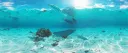 /seaside ꫂ🌊᭪﹒Ი︵𐑼 tag﹒ giveaways﹒ social ﹒guild tags banner