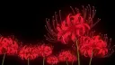 /𝔼𝕔𝕙𝕠 server banner