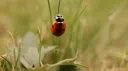 /Starbug Discord server banner