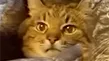LuMi's Maid Café ✦ Social ✦ Anime ✦ Gaming ✦ Art banner