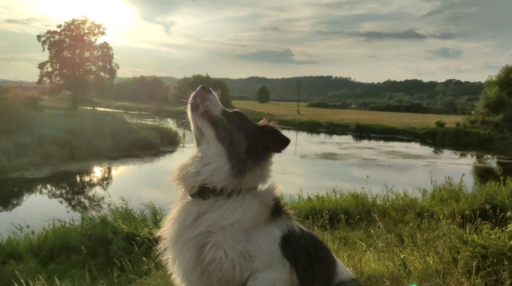 cali﹒co County Discord server banner