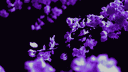 𝓛𝓸𝓼𝓽 𝓓𝔢𝓼𝓲𝓻𝔢𝓼 server banner